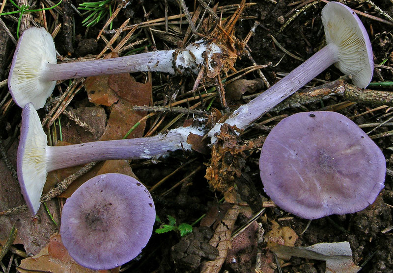 Calocybe ionides dell''8 giugno.